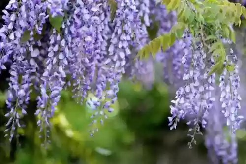 花语比较虐心的花(象征自我救赎的花)插图4