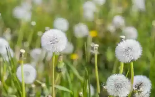 花语比较虐心的花(象征自我救赎的花)插图5