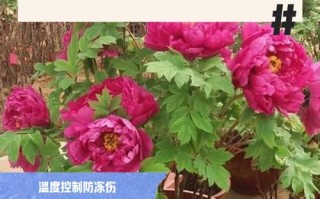 盆栽牡丹冬天怎么养护才安全？