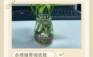 绿萝水培总烂根，到底咋回事？