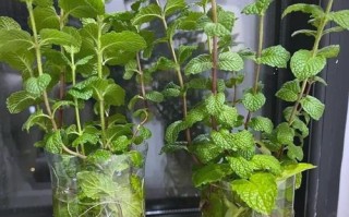 水培薄荷水为何变黄？