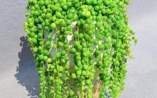 室内大盆栽吊兰，如何养护更美观？