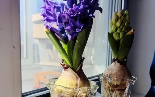 风信子水培叶子发黄怎么办？