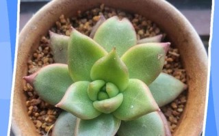 多肉开花预示着什么？