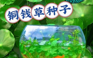 铜钱草水培复合肥怎么用？