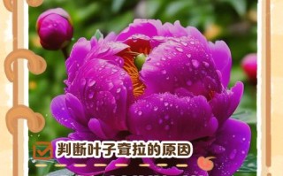 盆栽牡丹不开花的原因