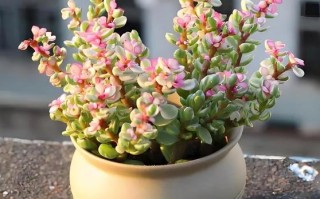 法兰之舞怎么养？