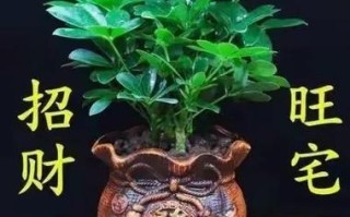 属相真能影响盆栽改运吗？