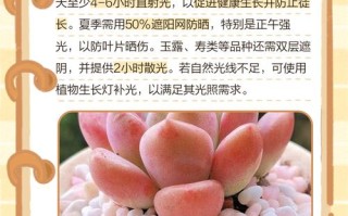 多肉新手如何轻松养好？