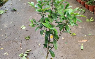 金茶花家庭盆栽怎么养才开花？