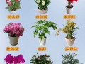 好看盆栽花图片有哪些推荐？