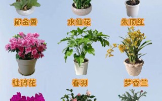 好看盆栽花图片有哪些推荐？