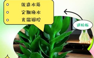 水培富贵竹养殖方法大全