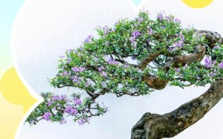 冬天盆栽花木如何防冻？