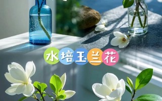 水培玉兰能转土培吗？