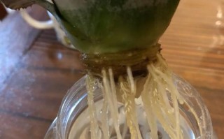 菠萝水培能养鱼吗？