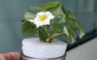 水培草莓VS土培，哪种更优？