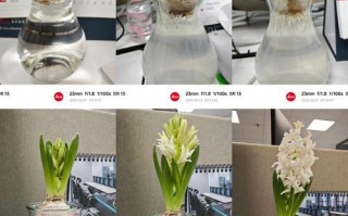 水培风信子多久可以发芽