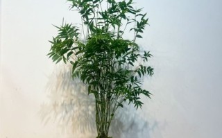 水培凤尾竹加啤酒有啥用？