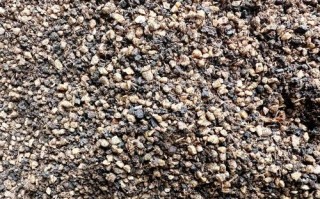 多肉土里的白色颗粒是啥？会影响生长吗？