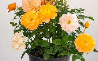 月季花月盆栽图片有哪些品种？