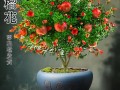 月季石榴盆栽图片，养护技巧有哪些？