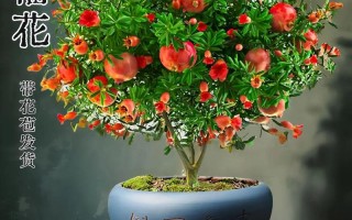 月季石榴盆栽图片，养护技巧有哪些？
