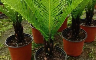 绿植盆栽鲜花培训学校，学什么？怎么学？