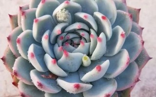 吉娃娃多肉最大能长多大？