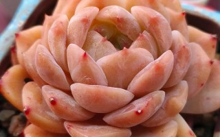 韩国原始爱星多肉图片有何特别之处？