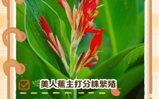 水培美人蕉冬季怎么养护？