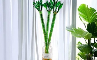 龙竹水培叶子发黄咋办？