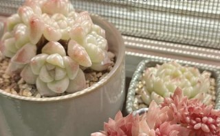 多肉刚上盘需要浇水吗