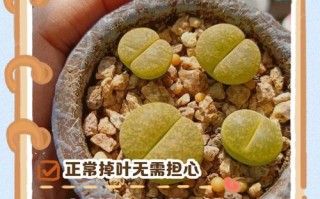 多肉叶子掉了怎么办？