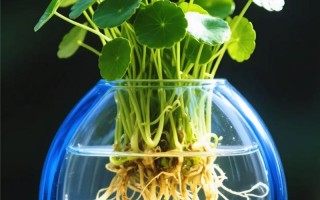 什么盆栽花卉能浇大水？