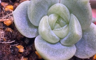 多肉小苗如何长得最好？