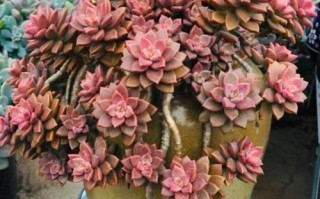 北方多肉易出状态？秘诀是什么？