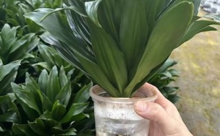 水培太阳神换水用什么水好？