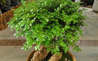 盆栽小叶紫檀冬天怎么养护？