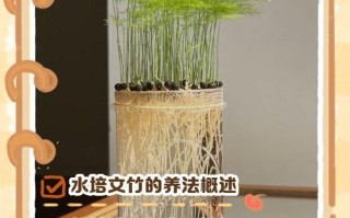 水培文竹买回后如何养护？