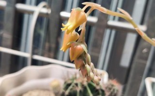 多肉花瓣枯萎要剪掉吗？