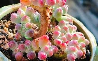 哪些多肉最喜阳，日常养护怎么晒？