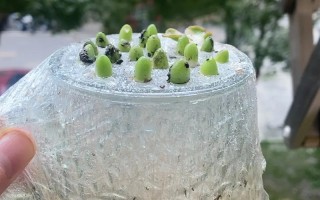 多肉叶片水诱多久能发芽？