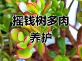 多肉摇钱树有哪些品种图片？