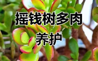 多肉摇钱树有哪些品种图片？