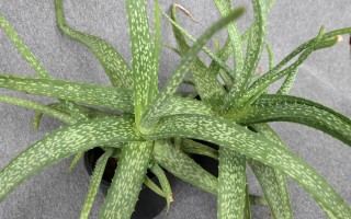 多肉中间发白是生病还是正常？