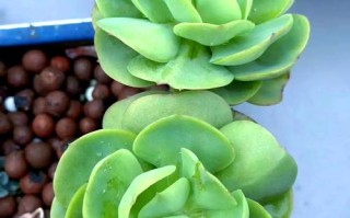 碧桃开花了？多肉也能开这么美？