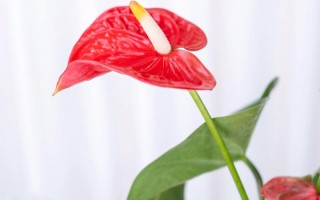 水培红掌叶子发青不够红怎么办？