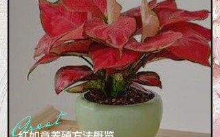 红如意水培叶子为何变深红？