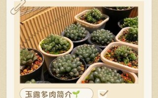 北方冬季多肉怎么养才安全？